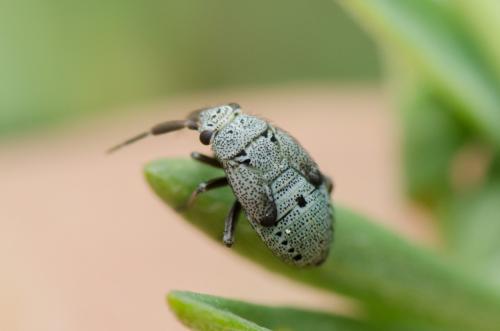 Réf. 302 220 : Heterocapillus tigripes